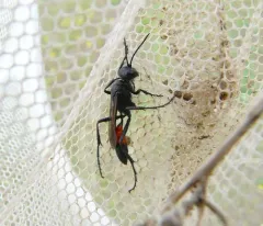 Podalonia robusta thumbnail 1