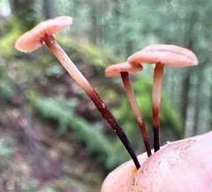 Pseudomarasmius pallidocephalus thumbnail 3