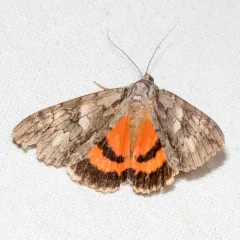 Mother Underwing Moth thumbnail 4