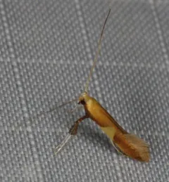 Caloptilia packardella thumbnail 4