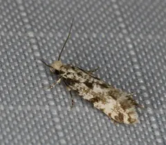 European grain moth thumbnail 3