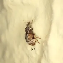 Cambium Curculio thumbnail 4