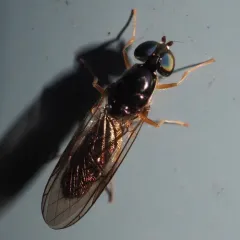 Sargus decorus thumbnail 2