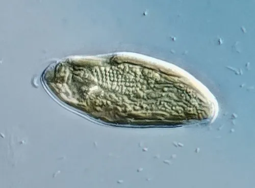 Cryptomonas curvata