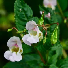 Himalayan balsam thumbnail 4