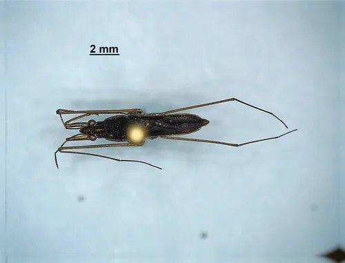 Gerris insperatus