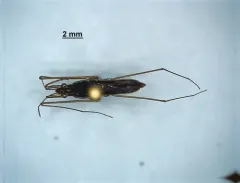 Gerris insperatus thumbnail 1