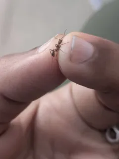 Treat's Collared Ant thumbnail 4
