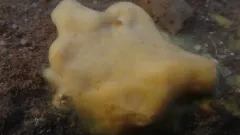 fig sponge thumbnail 3