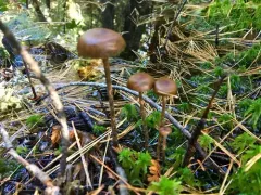 Psilocybe fuscofulva thumbnail 3