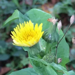 Common Sow-thistle thumbnail 1