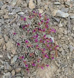 snow dwarf primrose thumbnail 2