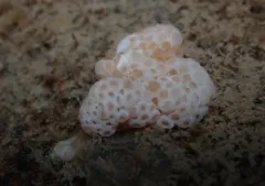 Alcyonium siderium thumbnail 3