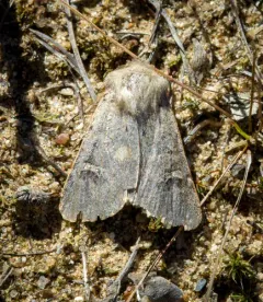 Fringed Dart thumbnail 2