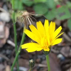Common Cat's-ear thumbnail 1