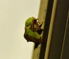 Smaller Parasa Moth thumbnail 4