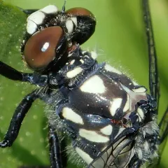 Black Petaltail thumbnail 4