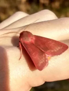 Pink Sallow thumbnail 3
