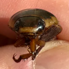 Hybrid Predaceous Diving Beetle thumbnail 4