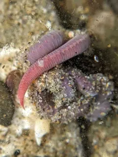 Hemipodia simplex thumbnail 3