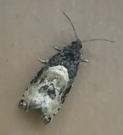 Impudent Hulda Moth thumbnail 2