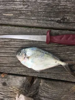 Butterfish thumbnail 2