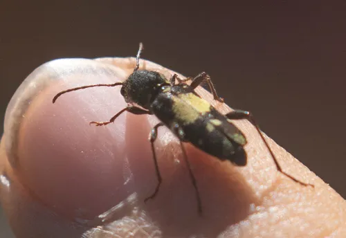 Clytus clitellarius
