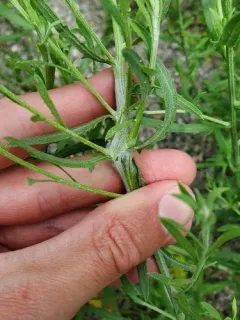 Russian Knapweed Gall Wasp thumbnail 4