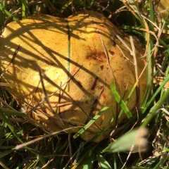 Chicken Fat Mushroom thumbnail 3
