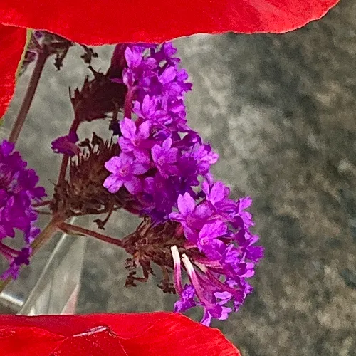 Slender Vervain