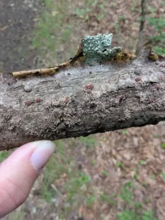 Hypoxylon howeanum thumbnail 4