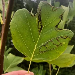 Tulip Tree Leaf Miner thumbnail 1
