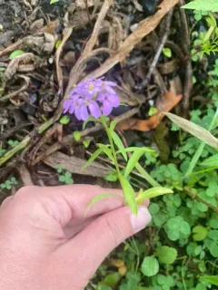 Wild Candytuft thumbnail 2