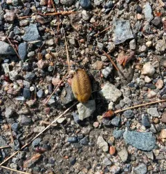 Northern Dusky Slug thumbnail 3