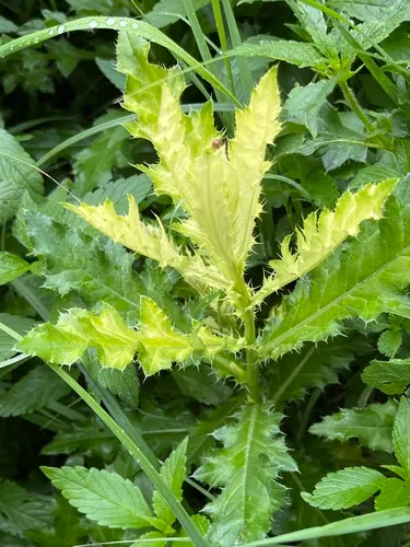 Didymella macrostoma