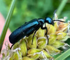 Linsleya sphaericollis thumbnail 4
