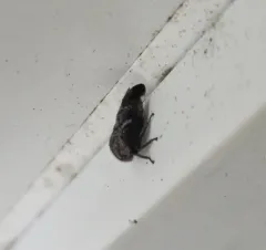 Ophiderma pubescens thumbnail 3