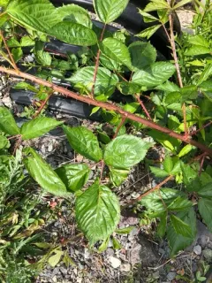 showy blackberry thumbnail 2