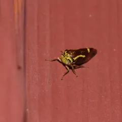 Ophiderma flava thumbnail 3