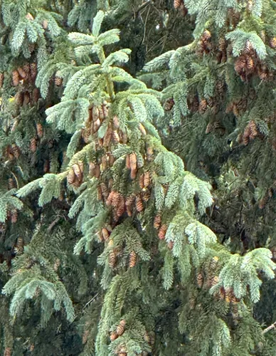 blue spruce