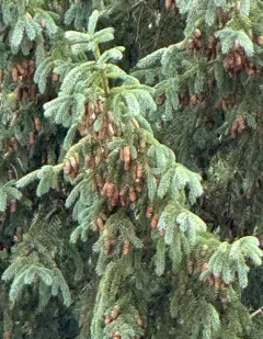 blue spruce thumbnail 1