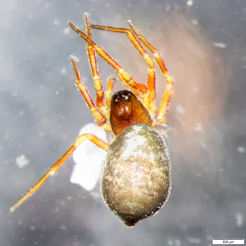 Lineweaving Spider