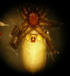 Zelotes puritanus thumbnail 3