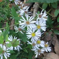 crookedstem aster thumbnail 4