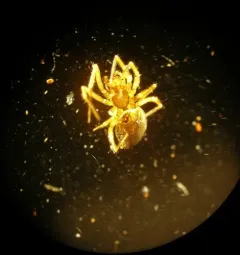 Trilobate Dwarf Weaver thumbnail 1