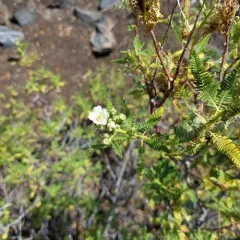 fernbush thumbnail 4