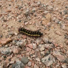 Nevada Buck Moth thumbnail 4