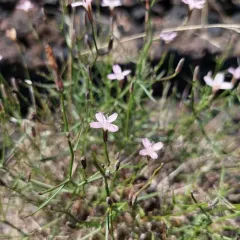 narrow-leaved wirelettuce thumbnail 4