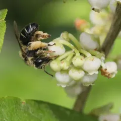 Melitta melittoides thumbnail 4