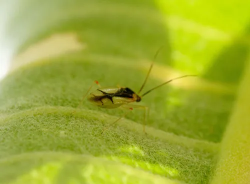 Hyaliodes vitripennis
